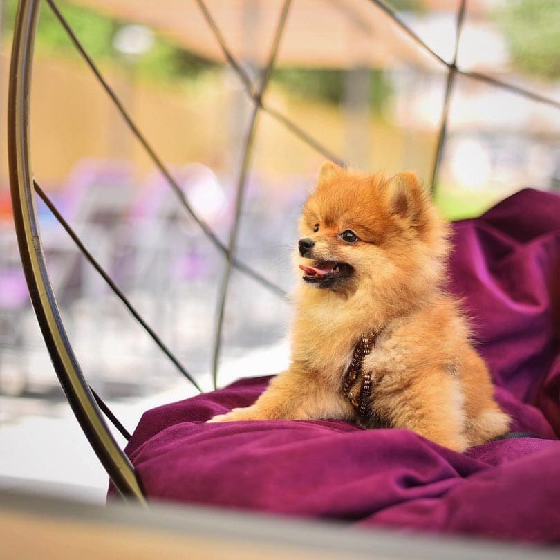 Pas - Pub Hub Sremčica