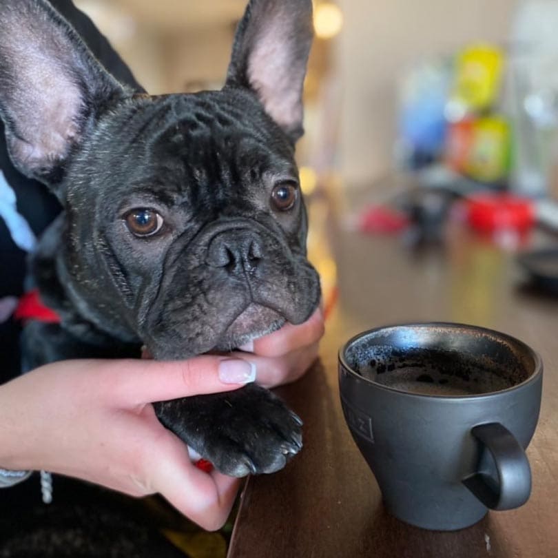 Pas - Pub Hub Sremčica